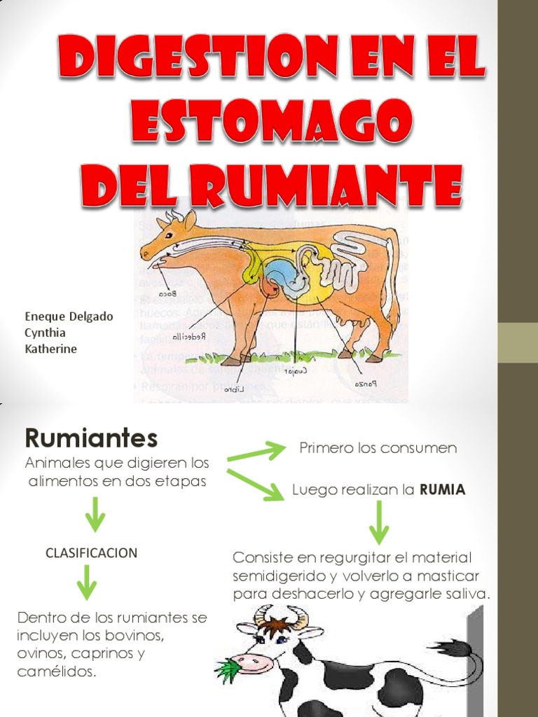 Fisiología del Estómago en Rumiantes | PDF | Rumiante | Sistema digestivo
