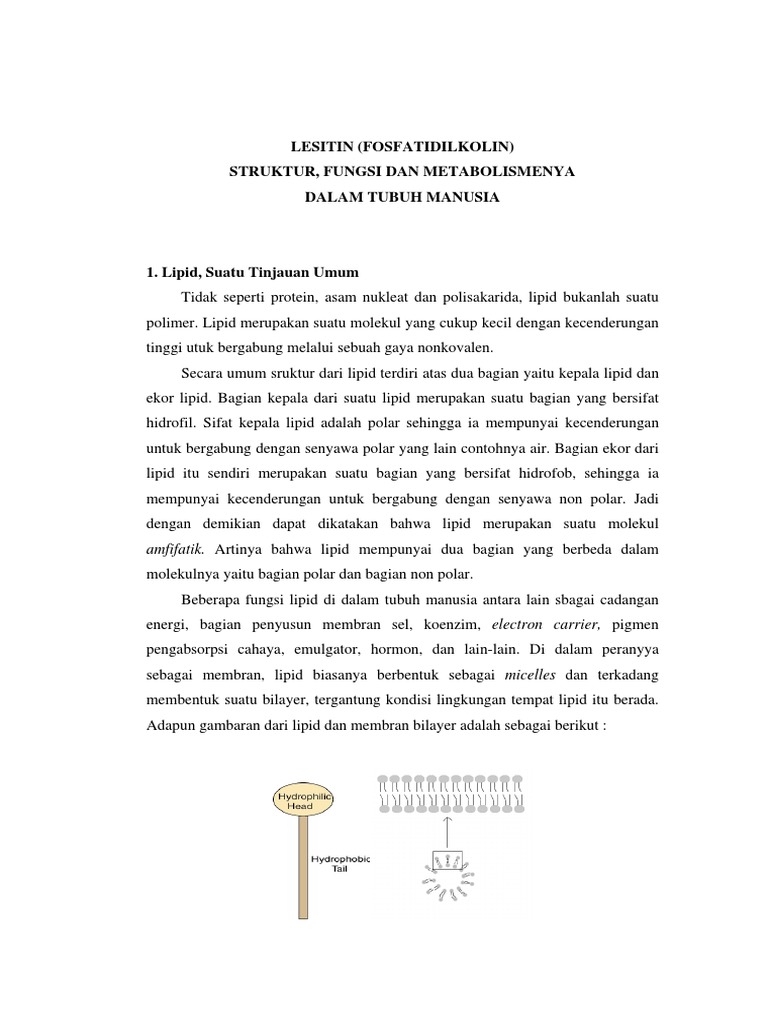 Struktur dan Fungsi Lesitin dalam Tubuh | PDF