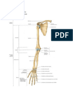 PBL Muskulo