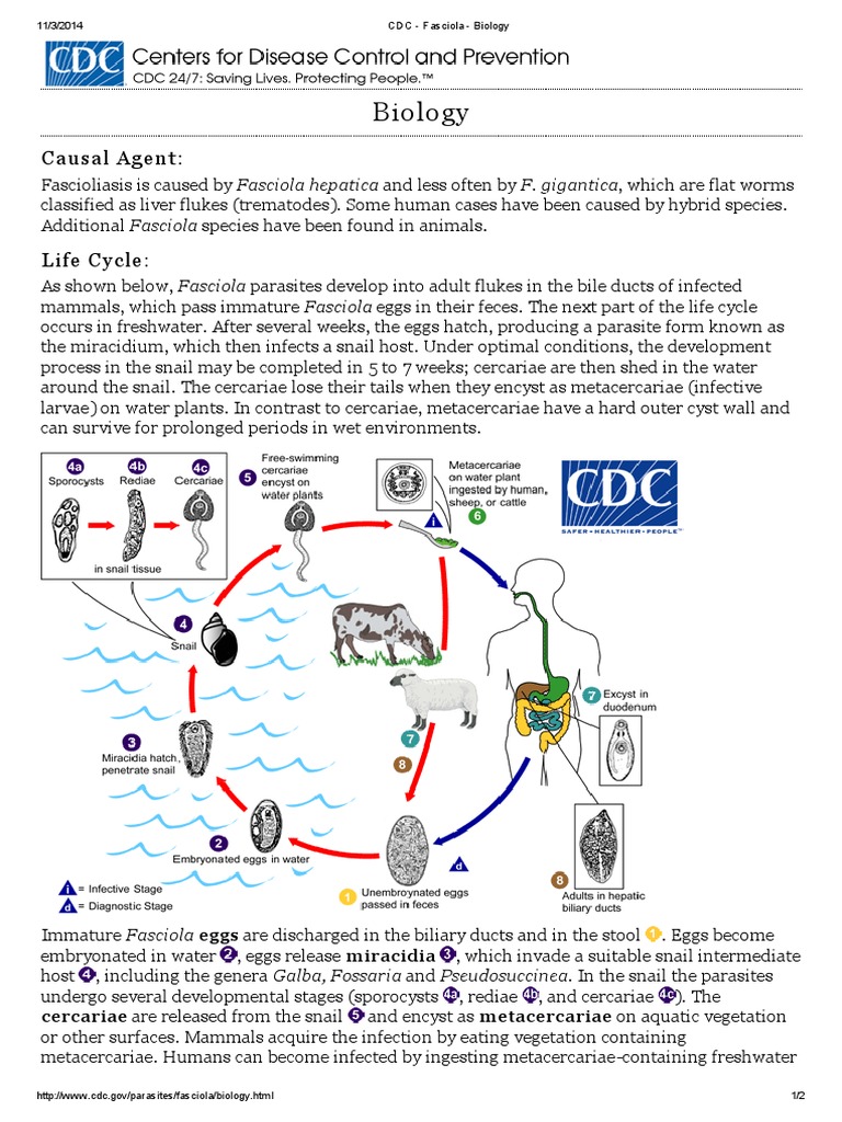 Farm Health Online – Animal Health and Welfare Knowledge Hub – Liver Fluke  in Sheep, image size:768x1024