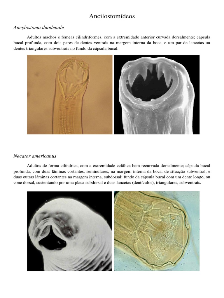 Morfologia de Ancilostomídeos | PDF | Estudos de Línguas Estrangeiras ...