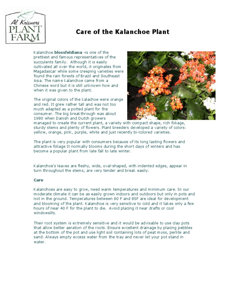 Kalanchoe Care Plants Flowers