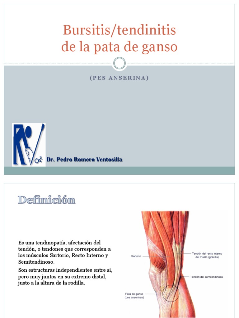 Tendinitis de La Pata de Ganso PRV | PDF | Rodilla | Tejido suave