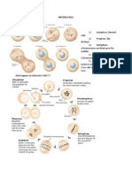 Mitosis Cycle