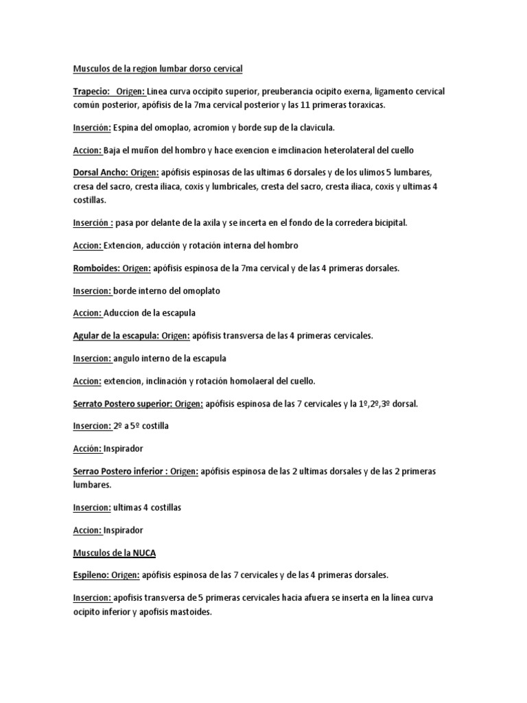 Anatomia Musculos Zona Media | PDF | Abdomen | Tórax