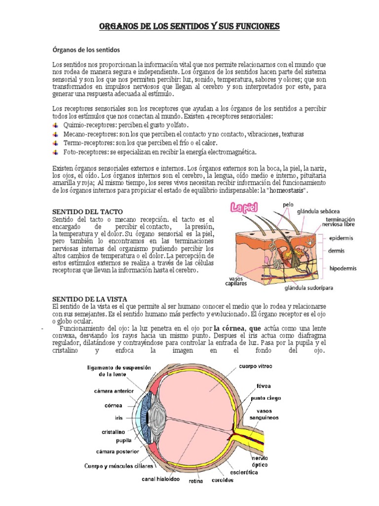 Organos de Los Sentidos y Sus Funciones Oído Gusto
