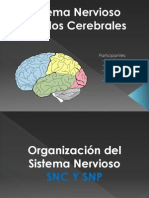 Unidad 1 Neuropsicologìa