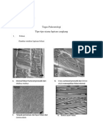 Tugas Paleon Bivalve Fix PDF