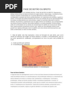 Fase de Botão Ou Broto