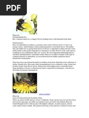 Bee