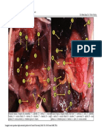 Anatomia Functionala Broasca