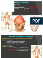 Sistemul Muscular p35