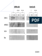 shRNA cells sorted by ARRDC3 expression levels