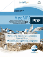 Monitoring Mediterranean Lesser Crester Tern