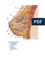 Anatomia Sanului