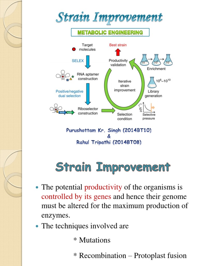 strain-improvement-gene-dna