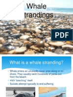 Presentation For Whales