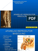 Aparelho Reprodutor Masculino