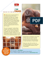 Palm Oil and The Orangutans