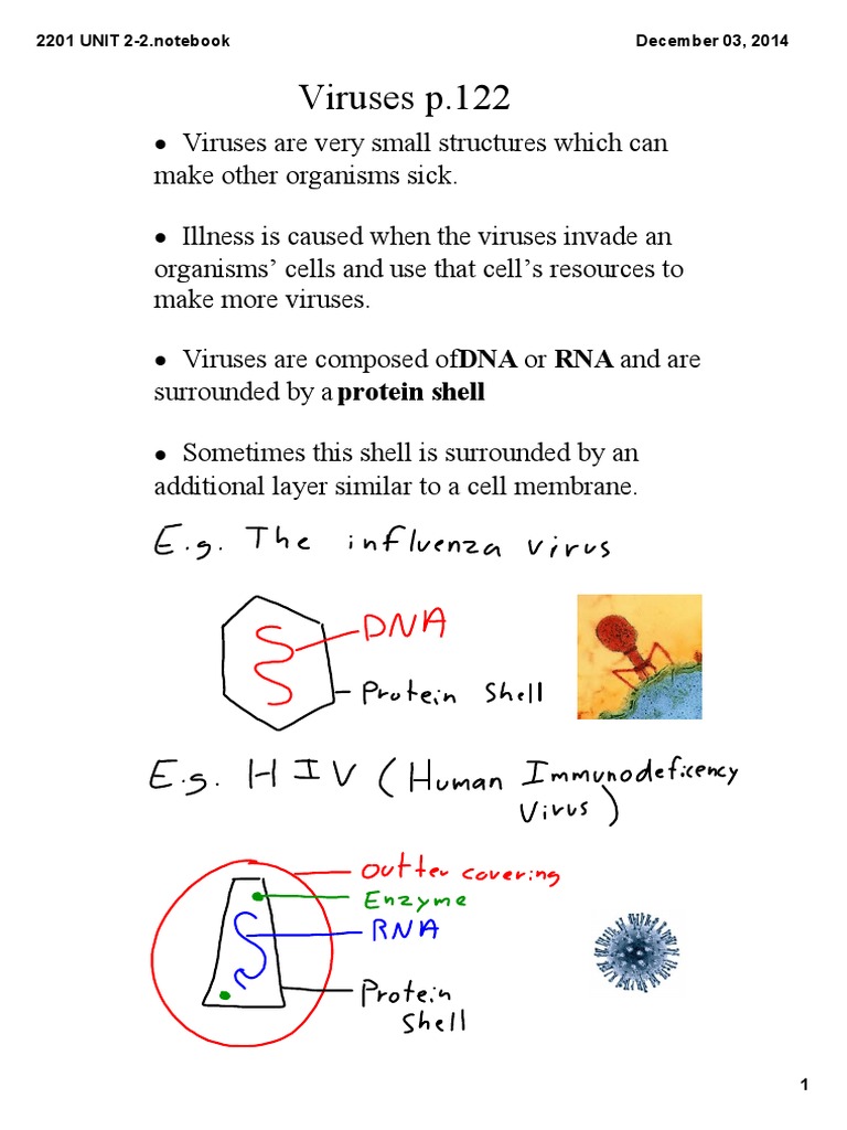 Unit 2 2 Virus Bacteria
