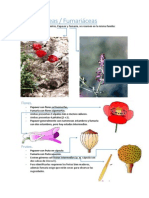 Papaveraceas y Fumariaceas - Guia botánica