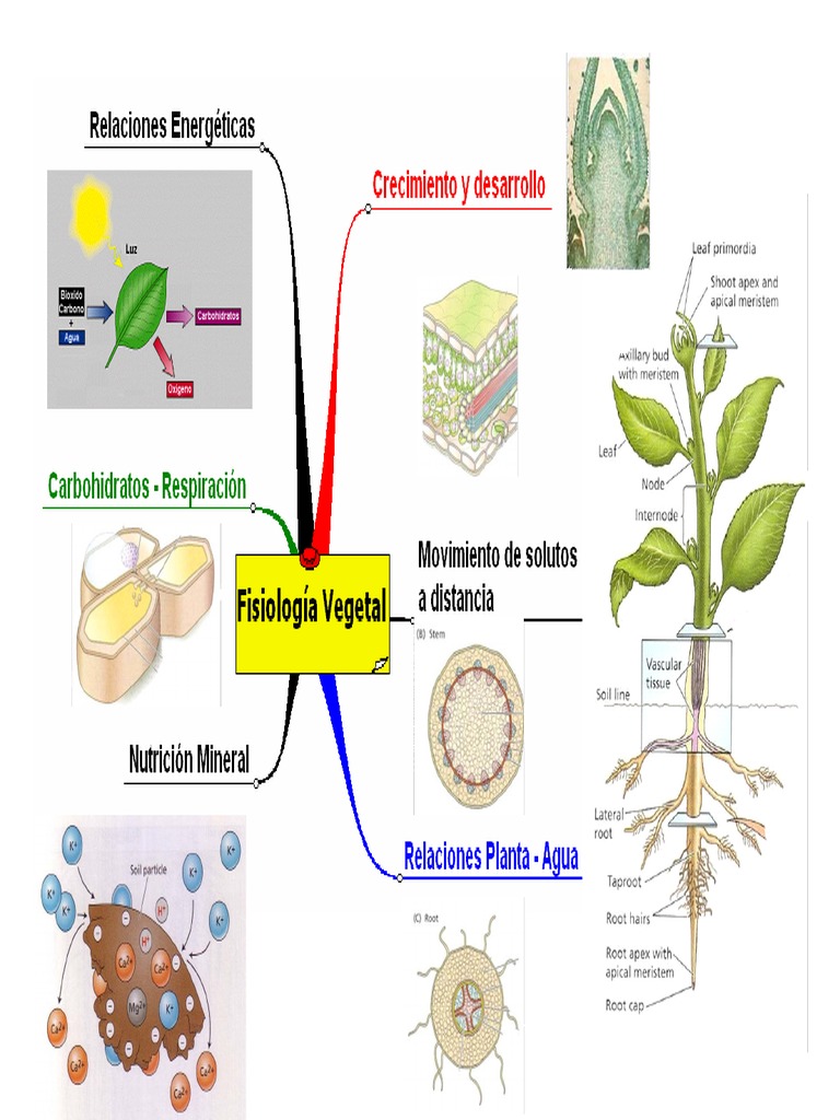 Fisiologia Vegetal Raíz Plantas