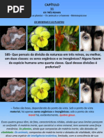 Plantas LIVRO ESPIRITOS