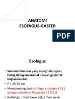 Anatomi Esofagus Gaster