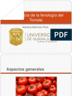 Importancia de La Fenología Del Tomate