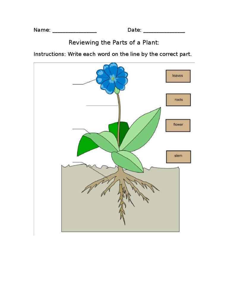 Plant Worksheet | PDF