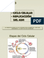 Ciclo Celular y Replicacion Del ADN