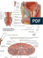 Prostata