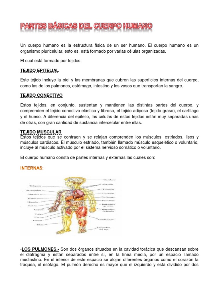 Partes Básicas Del Cuerpo Humano | Descargar gratis PDF | Pulmón | Estómago