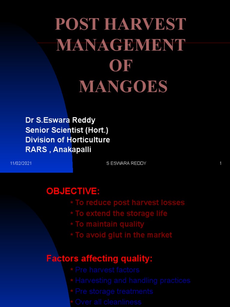 Post Harvest Management of Mangoes Nature