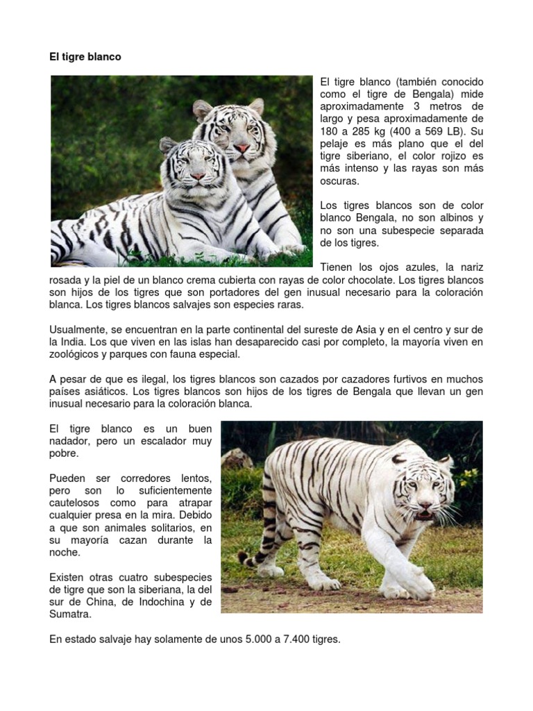El Tigre Blanco Pdf