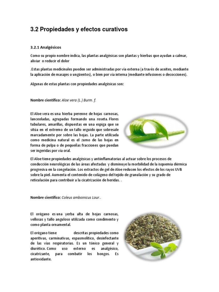 Plantas Medicinales Oregano Horticultura Y Jardineria