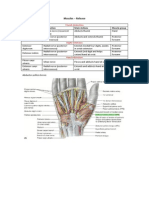 Muscle Innervation Main Actions Muscle Group: Muscles - Release