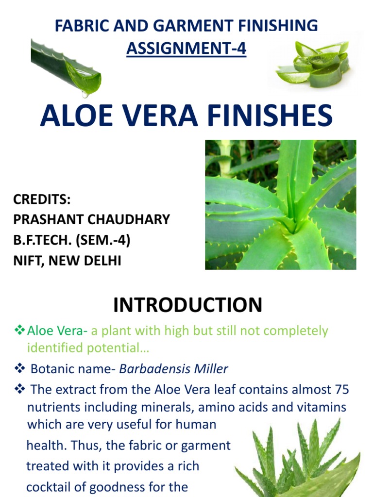 how tall does aloe vera grow Large Aloe Vera Plants For Sale| Medicinal Aloe| Aloe barbadensis main image 0