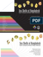 Sea Shells of Bangladesh