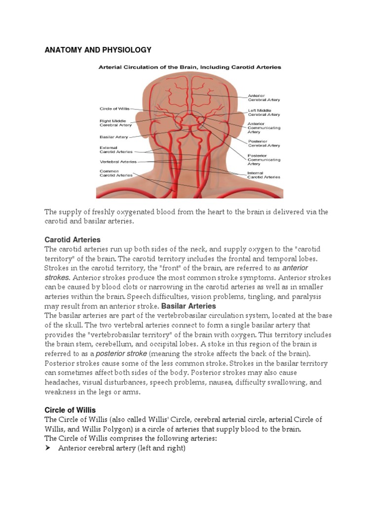 Anatomy and Physiology | PDF | Stroke | Common Carotid Artery