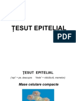 Curs Tesut Epitelial Studenti (2014)