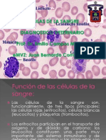 Celulas de La Sangre