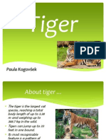 Tiger Presentation