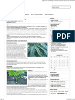 Podar Plantas de Marihuana.