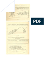 Lucru Individual Biologie