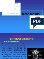 mesencefalo 