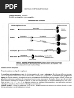 Sistema Nervoso Autônomo 