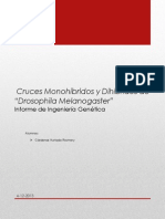 Cruce de Mosca Drosophila