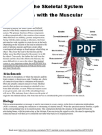 interaction between muscular  skeletal system