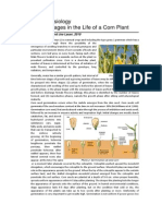 Plant Physiology Phenology of Corn